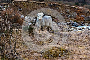 Beautiful Yak Cows on the way to Kanchenjunga Base Camp in Torandin, Taplejung, Nepal