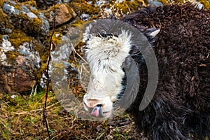 Beautiful Yak Cows on the way to Kanchenjunga Base Camp in Torandin, Taplejung, Nepal