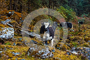Beautiful Yak Cows on the way to Kanchenjunga Base Camp in Torandin, Taplejung, Nepal
