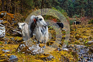 Beautiful Yak Cows on the way to Kanchenjunga Base Camp in Torandin, Taplejung, Nepal