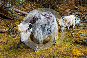 Beautiful Yak Cows on the way to Kanchenjunga Base Camp in Torandin, Taplejung, Nepal