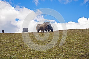 Beautiful Yaks in Tagong Grassland, Sichuan province, China.