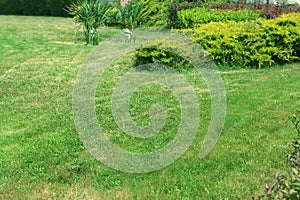 Beautiful yard with green lawn and shrubbery