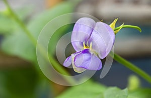 Beautiful Yardlong beans flower in the garden in tropical