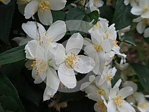 Beautiful yasmine tree in a white blossom photo