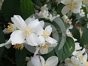 Beautiful yasmine tree in a white blossom