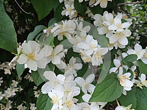 Beautiful yasmine tree in a white blossom photo