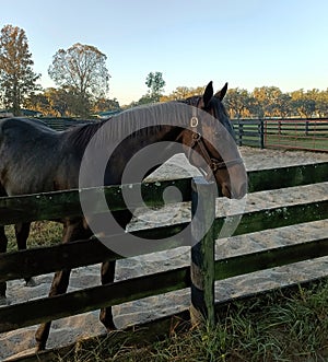 A beautiful yearling in a paddock at Ocala Florida