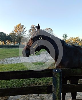 A beautiful yearling in a paddock at Ocala Florida