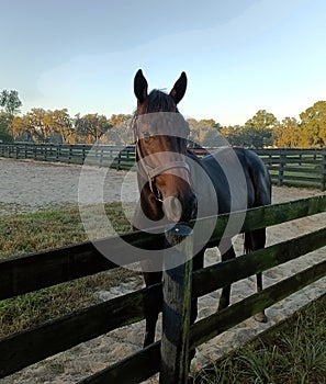 A beautiful yearling in a paddock at Ocala Florida