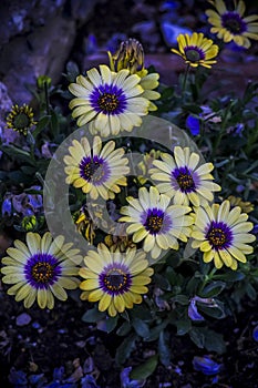 Beautiful yellow African daisies(Osteospermum). selective focus