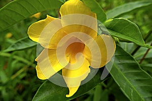 Beautiful yellow Alamanda flowers in the forest