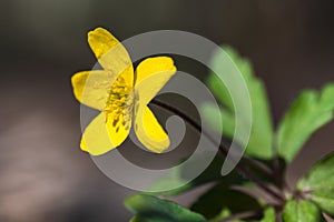Beautiful Yellow Anomone flower