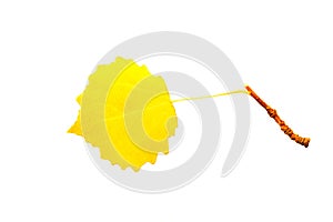Beautiful yellow aspen leaf isolated on white background