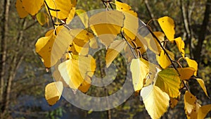 Beautiful yellow autumn clothes.