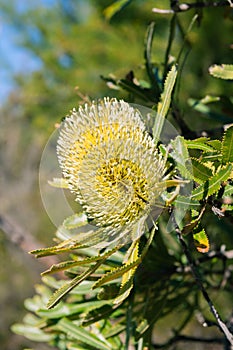 Beautiful yellow banksia flower