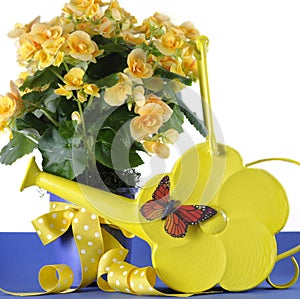 Beautiful yellow Begonia potted plant gift with yellow flowers with Springtime yellow daisy watering can