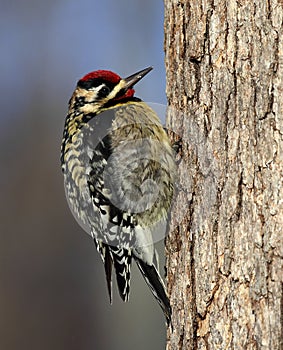 Beautiful yellow-bellied sapsucker