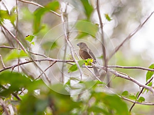 Beautiful Yellow-bellied Seedeater (Sporophila torqueola )