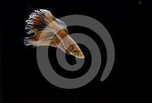 Beautiful Yellow Betta fish on black background