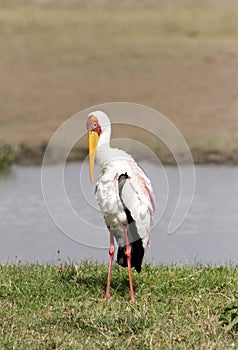 Beautiful yellow billed stork