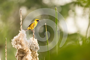 Beautiful yellow bird.Asian Golden Weaver