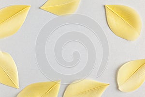 Beautiful yellow bird feathers on pastel background. Flat lay with copy space