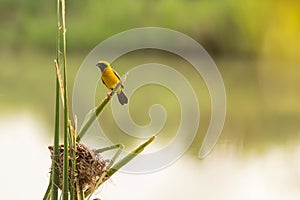 Beautiful yellow bird and nest near the river