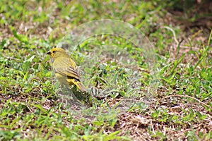 A Beautiful Yellow Bird photo