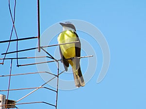 A beautiful yellow and black bird photo