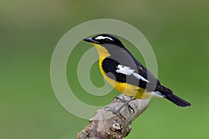 Beautiful yellow and black bird with white feathers marking on h