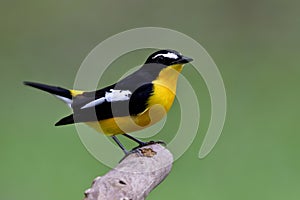 Beautiful yellow and black bird with white feathers marking on h