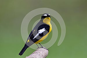 Beautiful yellow and black bird with white feathers marking on h