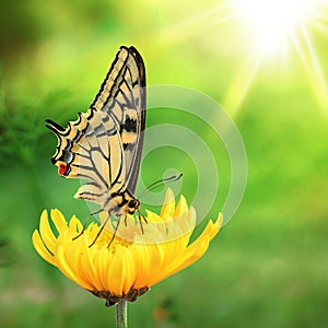 Beautiful Yellow and Black Butterfly