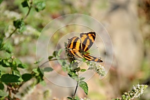 The beautiful yellow black color butterfly on the green paddy plant