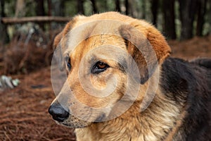Beautiful yellow/black mixed breed dog looking with atention lying in ground dried brown pine needles