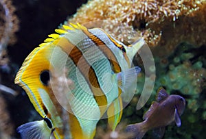 Beautiful yellow black and white stripped fish with Anemone pink and red in coral reef at ocean