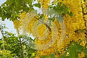 Beautiful yellow blooming flowers, Yellow Thai flower, Leaves of the Golden Shower Tree or the Golden Rain Tree  in summer  use as