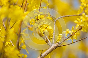 Beautiful Yellow blooming Forsythia flowers in spring, blue sky on background