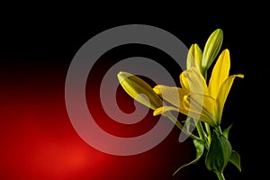 Beautiful yellow blooming lilly flower with buds