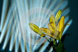 Beautiful yellow blooming lilly flower with buds