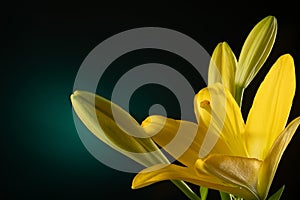 Beautiful yellow blooming lilly flower with buds isolated