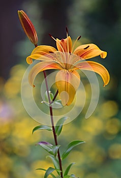 Beautiful yellow blooming lily flower on natural background vertical close-up view