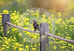 Beautiful yellow blooming spring maedow with black bird female perched on the rural fence