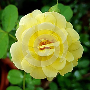 Beautiful yellow blossom rose in the garden