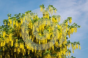 Beautiful yellow blossoms of the Golden Shower Tree - laburnum anagyroides photo