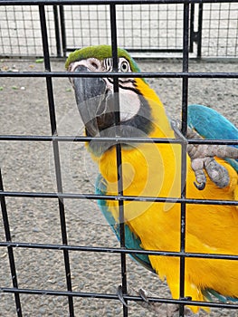 Beautiful yellow and blue Maccaw parrot