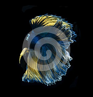 Beautiful Yellow and blue siamese fighting fish, betta fish isolated on Black background.Crown tail Betta in Thailand