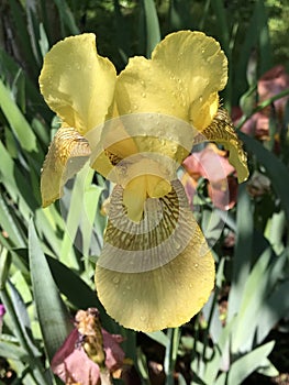 Beautiful Yellow and Brown Old Time Historic Tall Bearded Iris with Yellow Beards