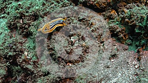 Beautiful yellow brown striped Sea Slug creeping on coral reef, dive at Nusa Penida, Bali, Indonesia